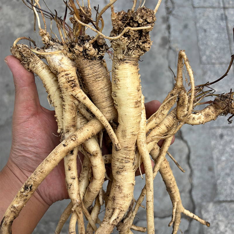 新鲜藏地嘢生党参特级中药材干货整根切片甘肃当归黄芪路上党炖汤