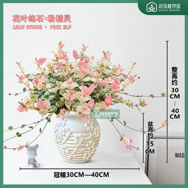 花叶络石彩叶缤纷盆栽室内四季五彩好养盆景客厅办公室彩络叶绿植