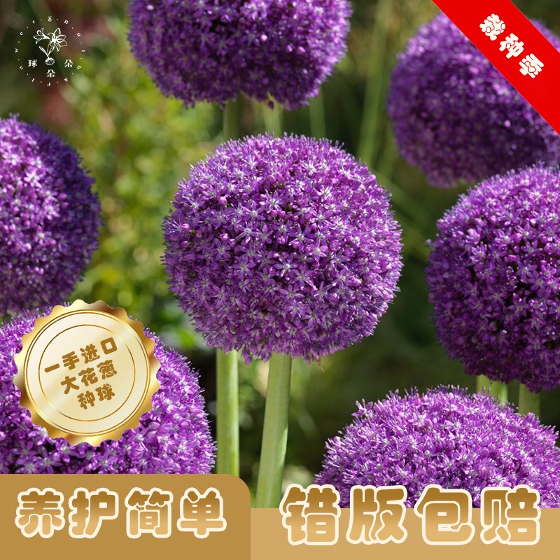 球朵朵2025进口种球大花葱大使全球霸主花园必备品种大球易开花