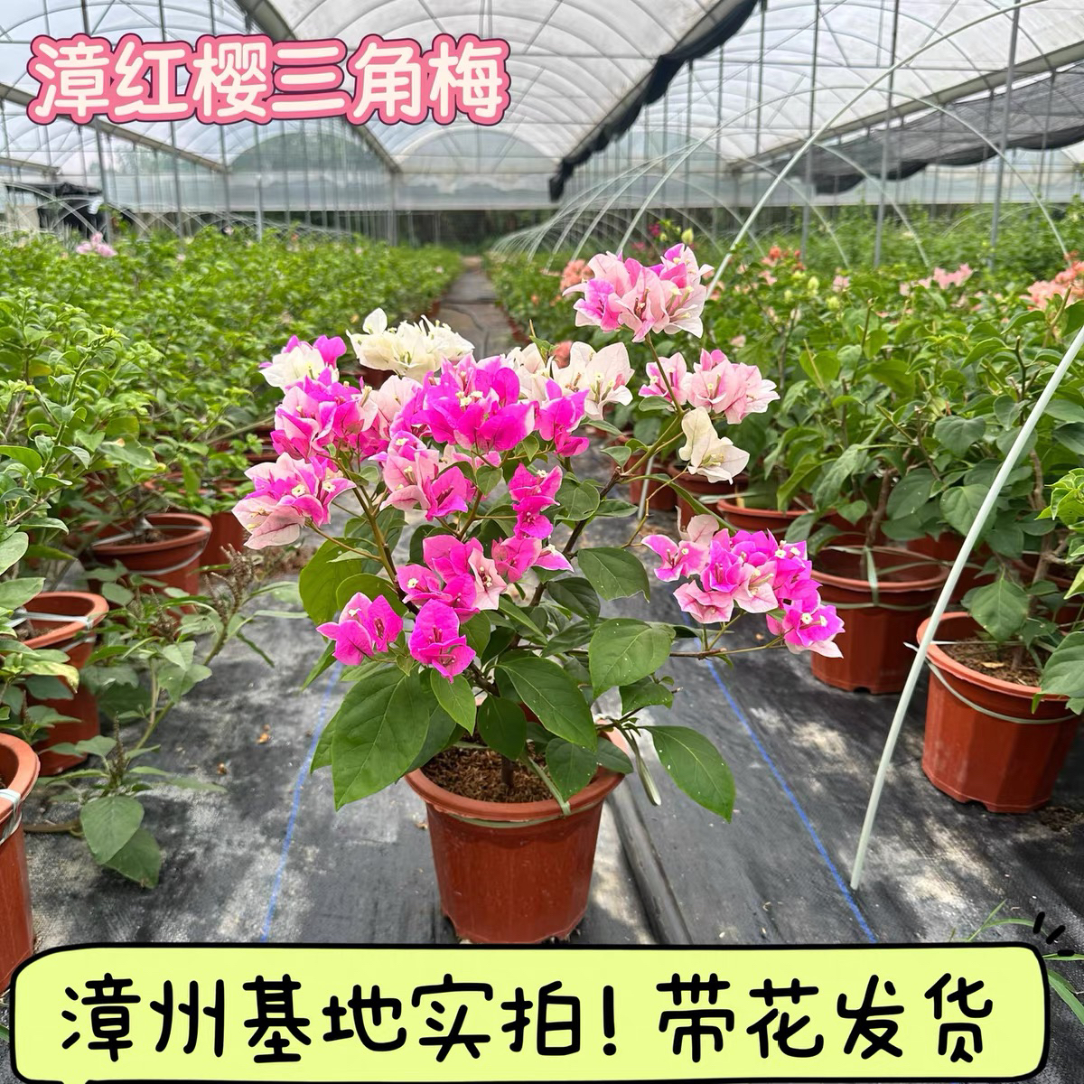 红樱三角梅带花大苗盆栽四季开花耐热好养适合阳台庭院