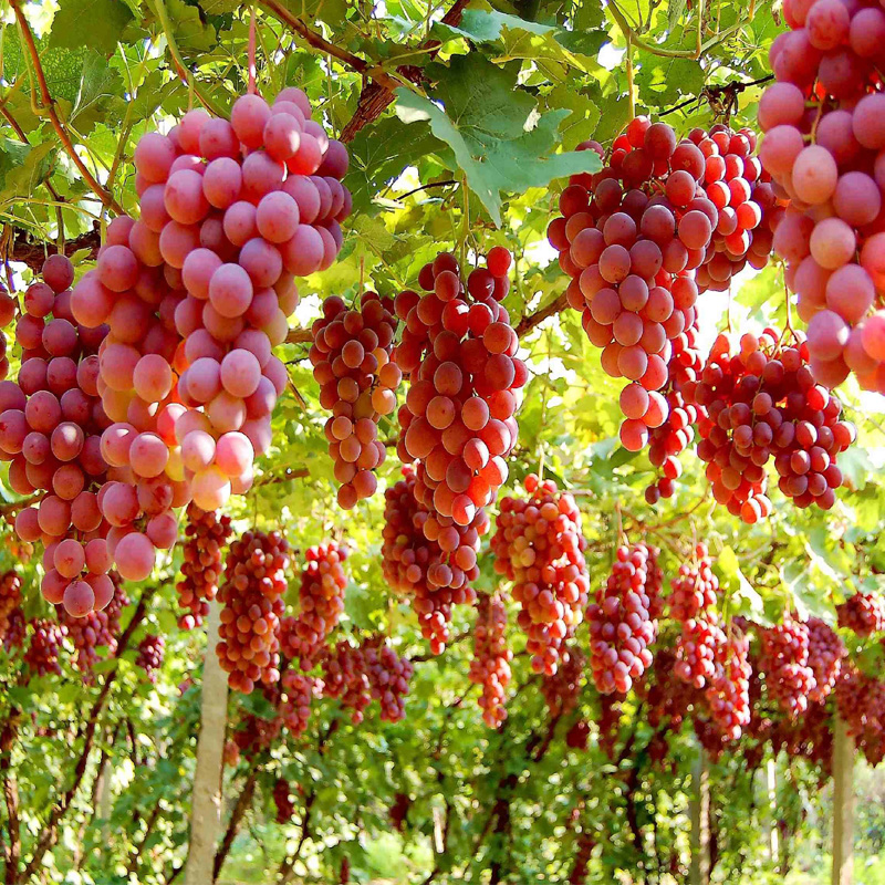 耐冻采摘王葡萄树苗（冬天不下架纯甜汁多爬藤快高丰产皇后）果树