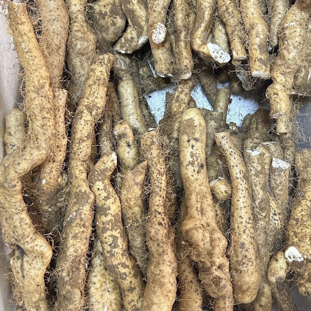 贵州高山农户新鲜现挖原生态野生山药