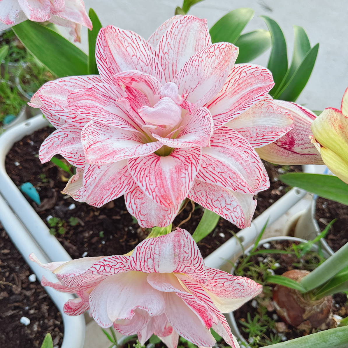朱顶红枫叶红，杂交品种，出中号球3-5公分球默认花叶剪叶发货花卉