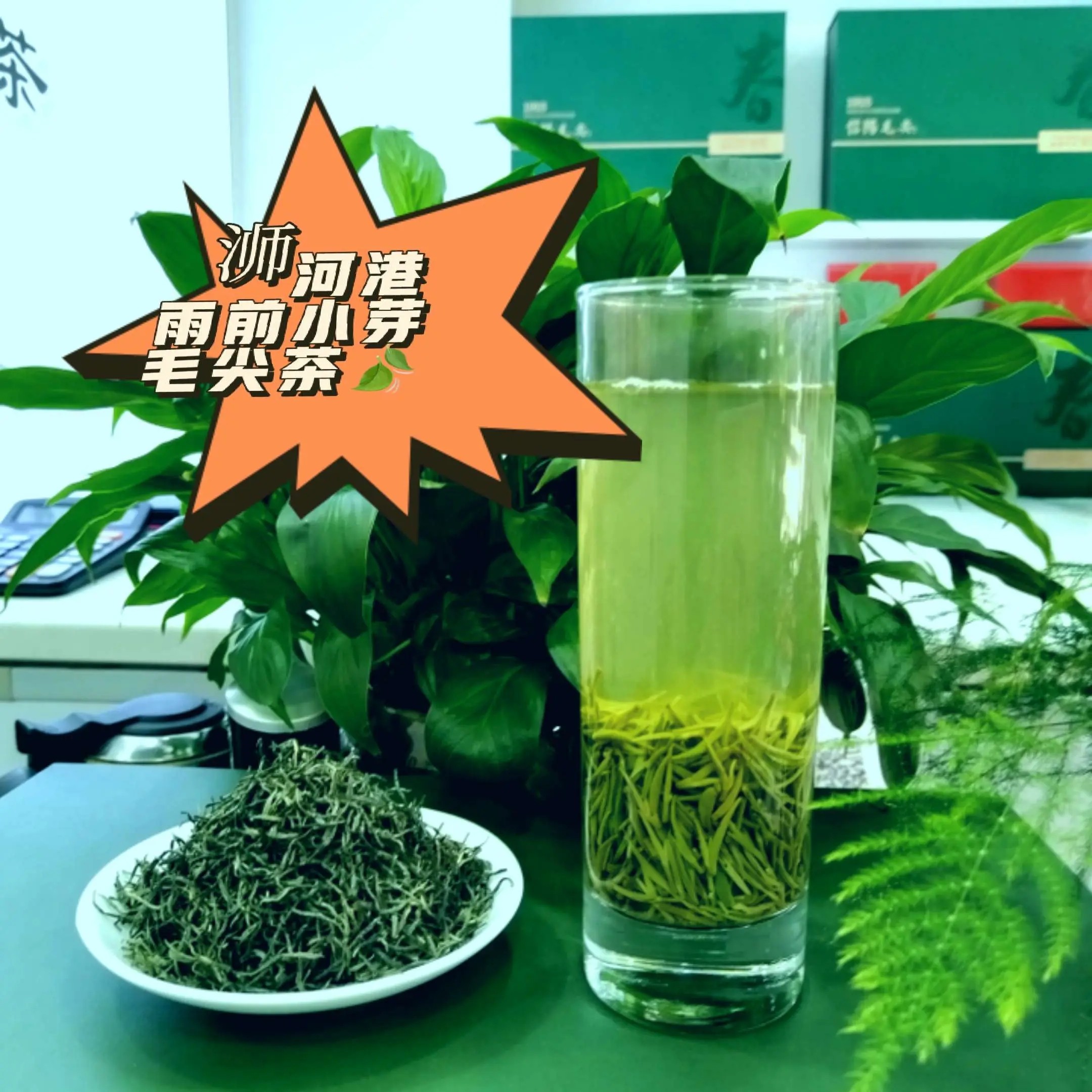 【雨前小芽】正宗信阳毛尖茶高山栗香嫩芽醇香馥郁耐泡生态栗香茶叶