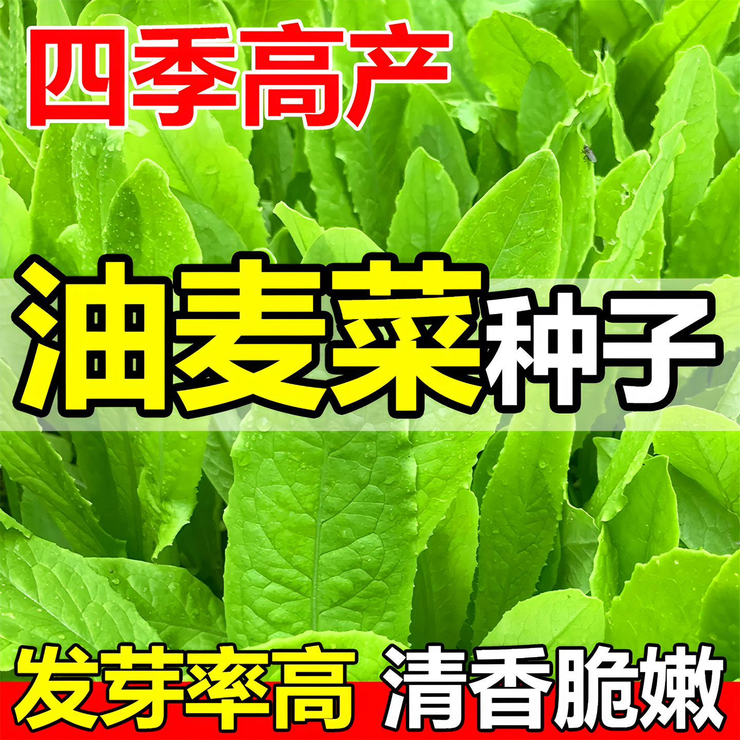 四季无斑香油麦菜种子春秋青菜莜麦菜种籽农家菜园阳台盆栽蔬菜孑