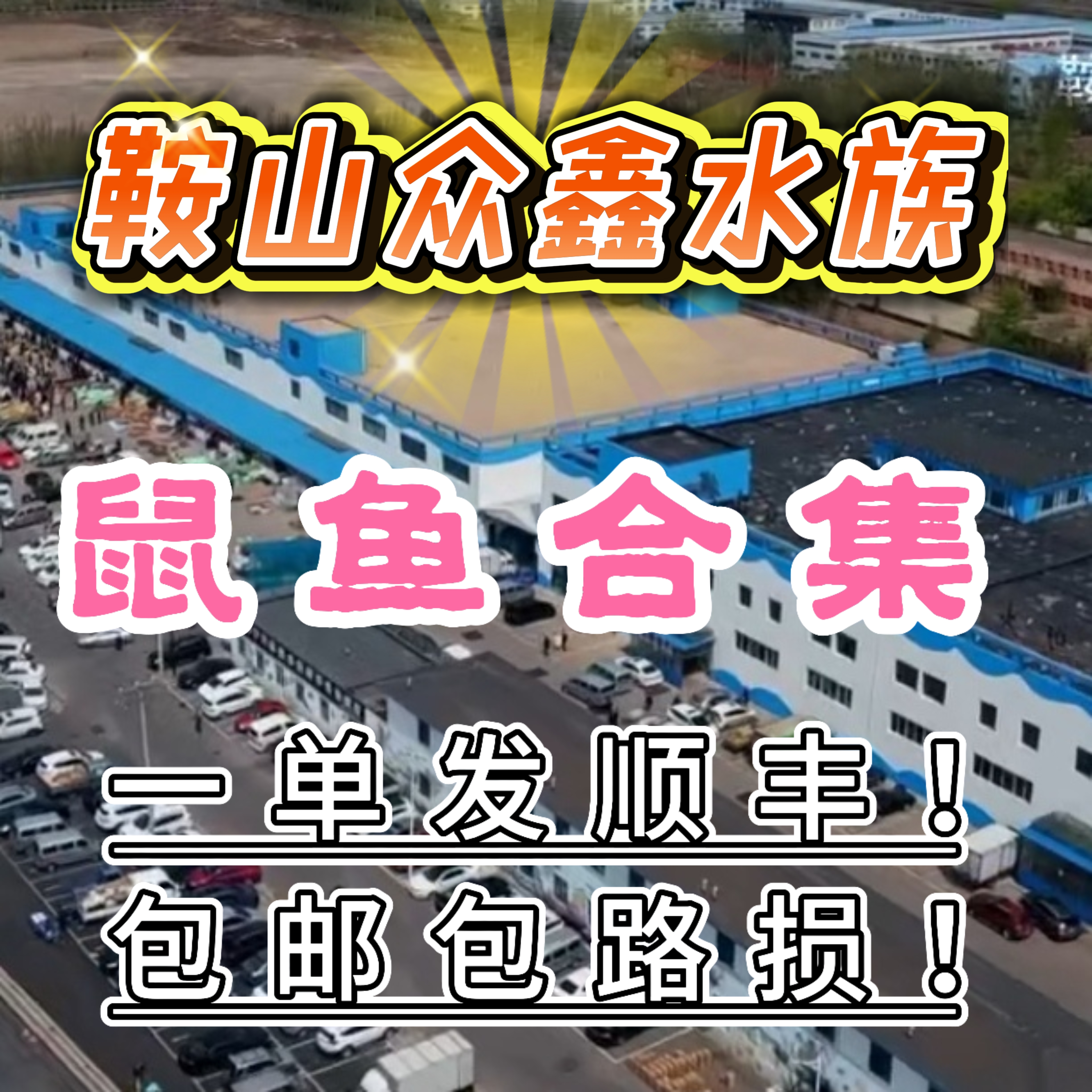 众鑫水族 鼠鱼合集 链接