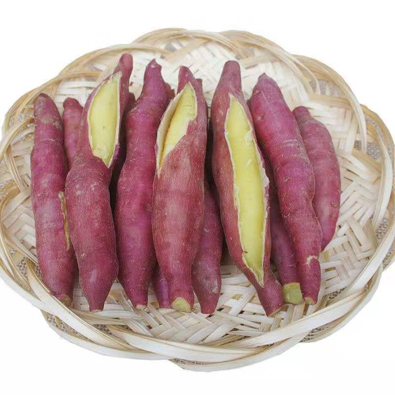 正宗陕西临潼板栗红薯5斤 粉糯甘甜干面地瓜新鲜现挖沙地番薯粗粮