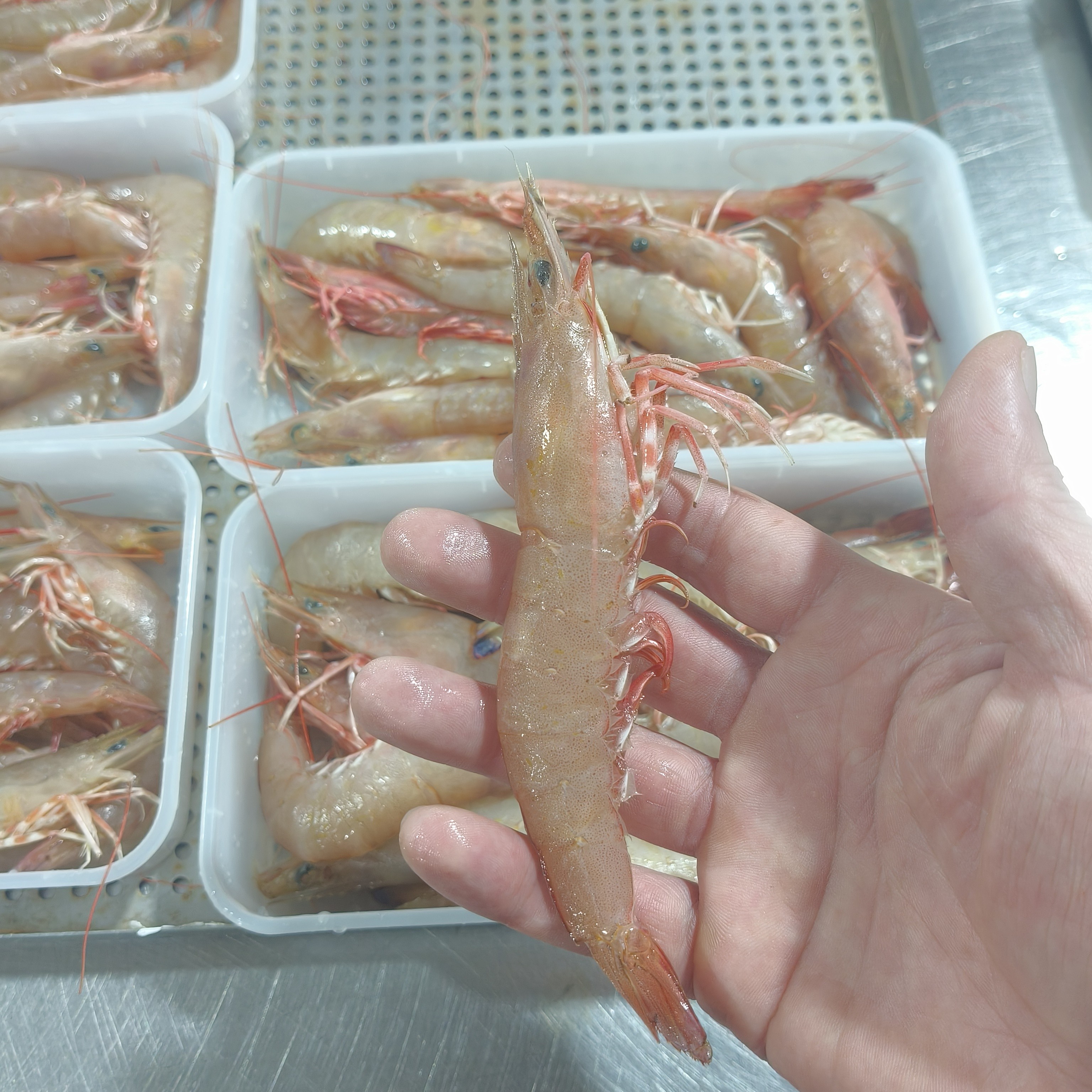 野生海捕沙卢虾  麻虾