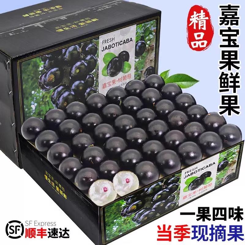 新鲜嘉宝果时令水果树葡萄现摘鲜果稀有水果整箱包邮