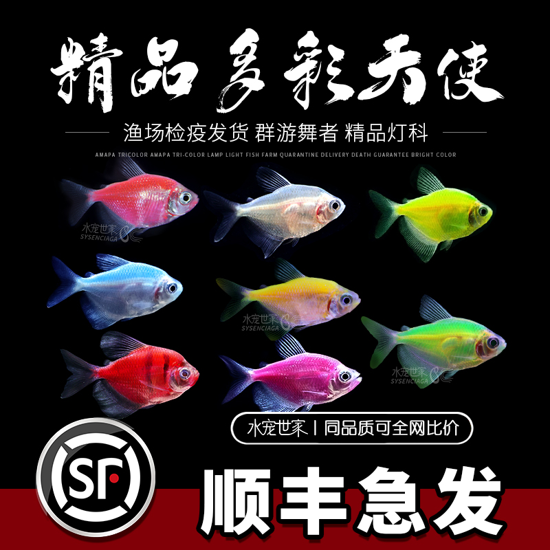【直播优惠】天使鱼 渔场直销 非常耐活 热带观赏鱼活体长尾