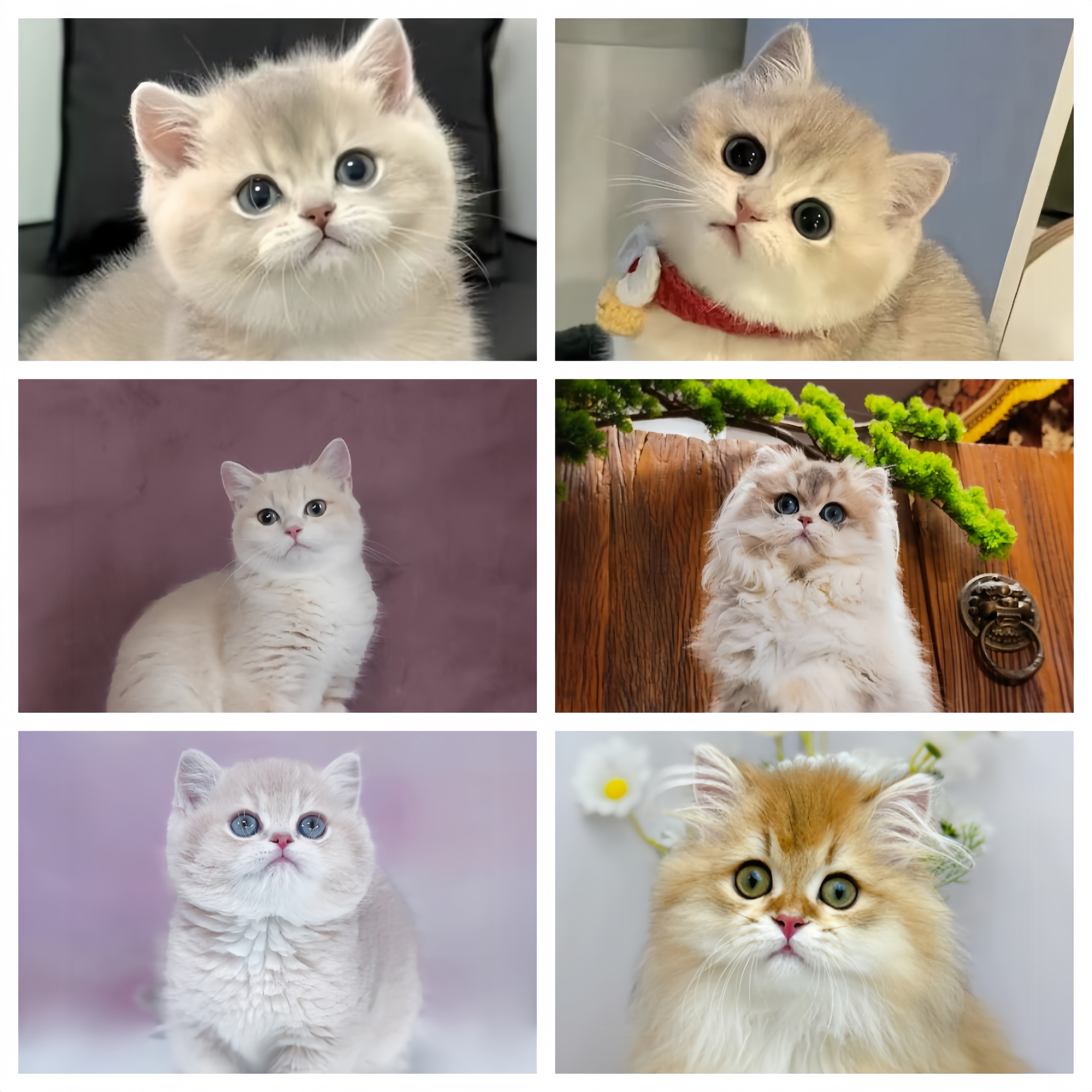 活体猫咪链接 直播间选猫