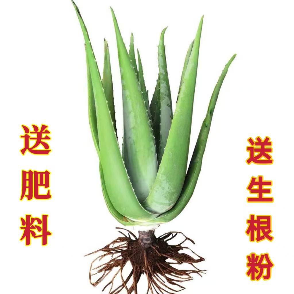 库拉索芦荟苗盆栽室内外花卉绿植可美容灌肤补水食用多肉植物栽培