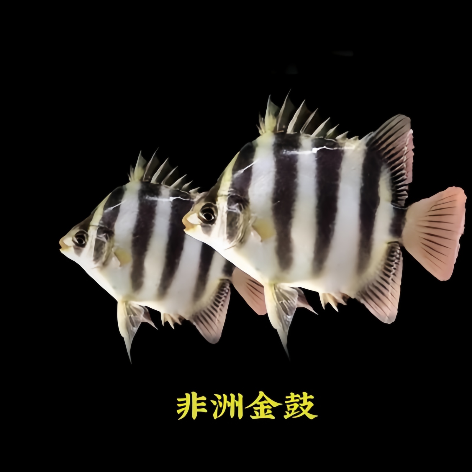 非洲金鼓鱼金古鱼马达加斯加四纹虎鱼群游鱼热带观赏龙鱼混养搭配