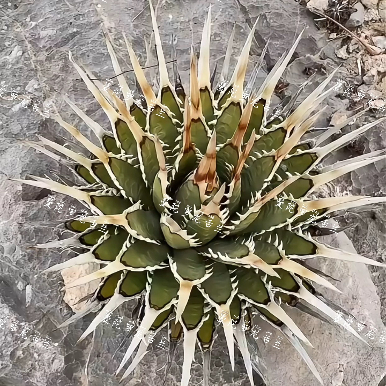 象牙白E B妖炎实生小苗Agaveutahensis var.eborispina 'Hayford'