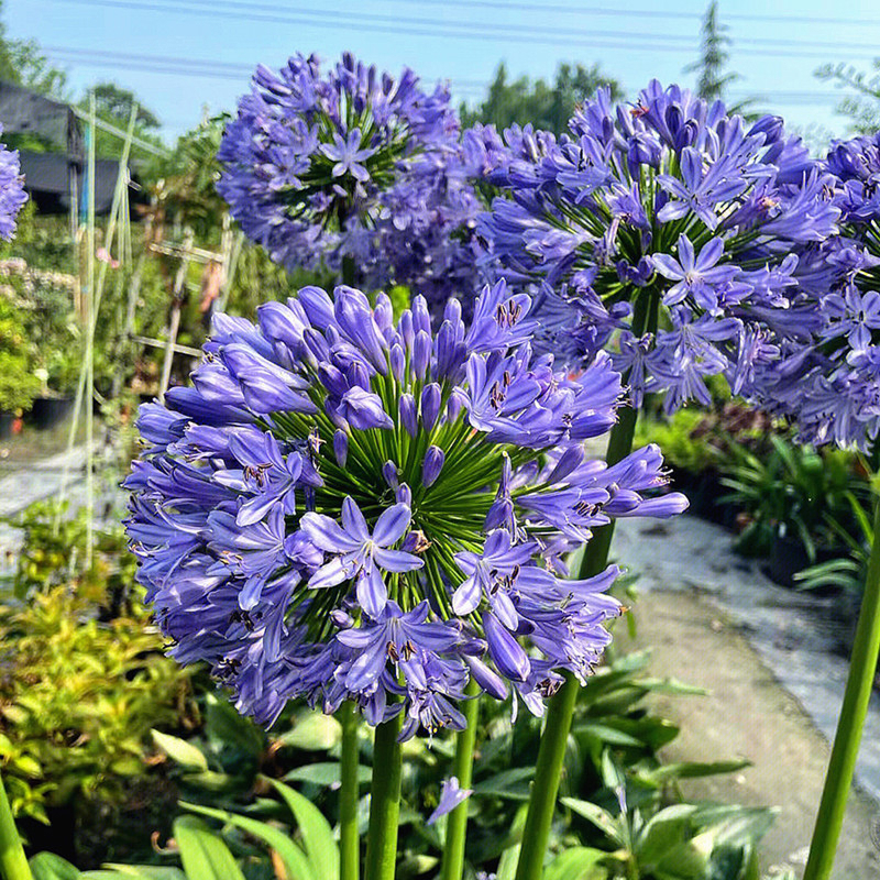 百子莲宿根苗根室内庭院多年生花卉种植开花盆栽四季耐寒年年开花