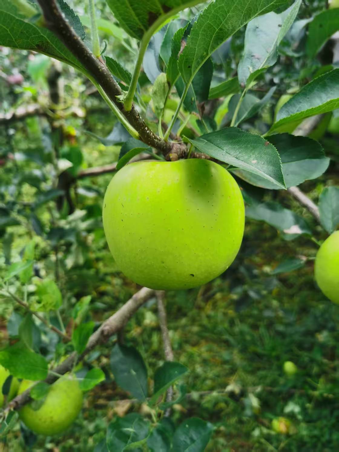 头茬现摘新鲜金帅青苹果当季应季水果酸甜脆爽可口