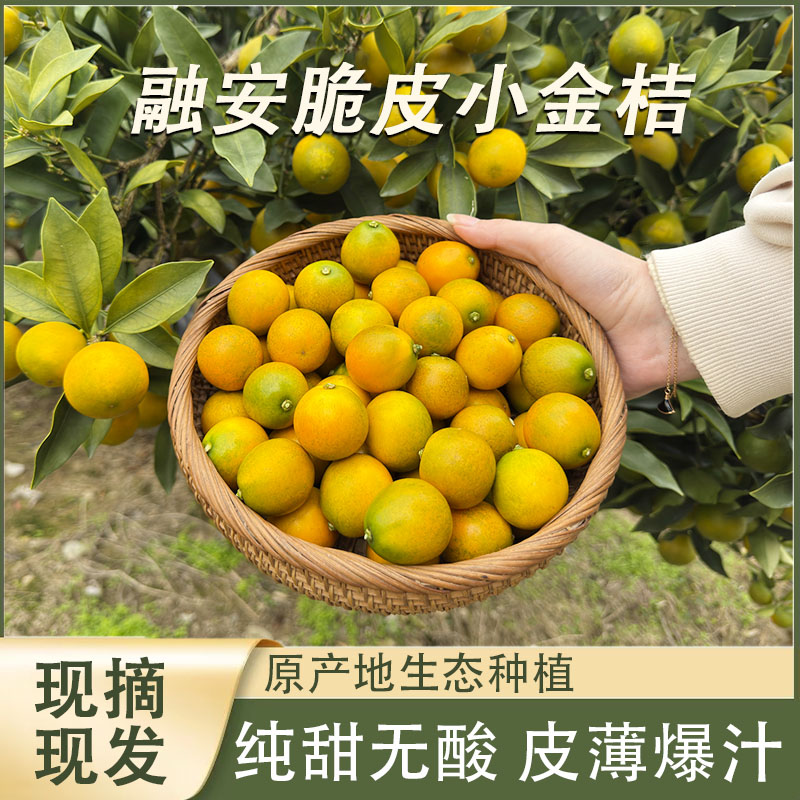 邮政专属广西脆皮金桔纯甜无酸不麻嘴当季水果新鲜水果现摘现发