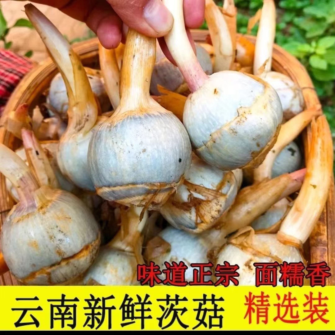 云南青茨菇新鲜现挖大号慈菇农家粉糯荸荠青慈姑新鲜蔬菜马蹄