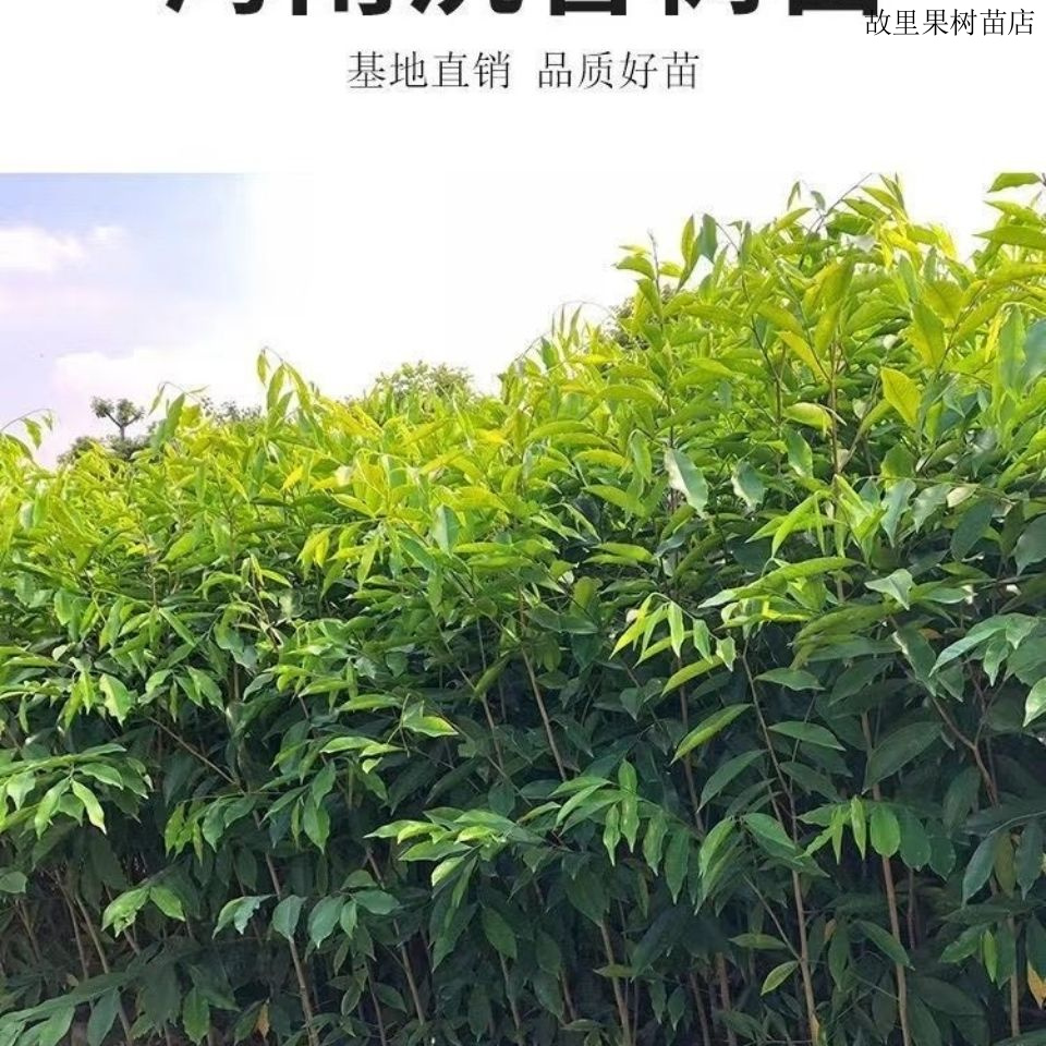 正宗名贵海南沉香树苗 沉香苗 沉香树树苗 沉香苗木 沉香木苗