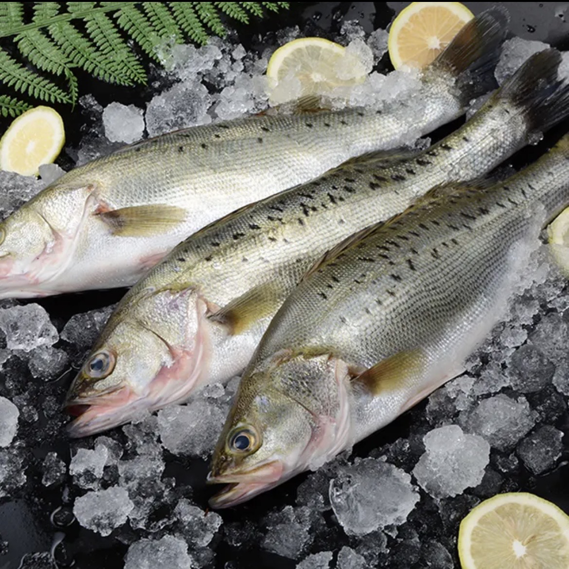 老弟 深海捕新鲜海鲈鱼 每条1斤6到1斤7 保证净重4.8斤 3大条