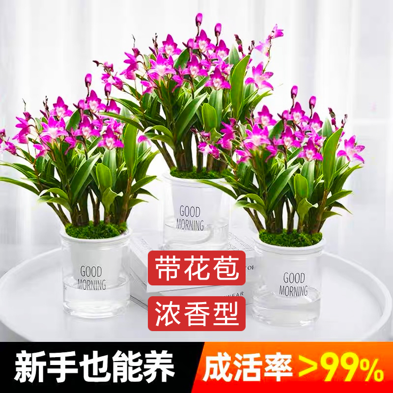 冬带花苞水培澳洲香水石斛兰浓香型水养带盆栽好绿植花卉开花