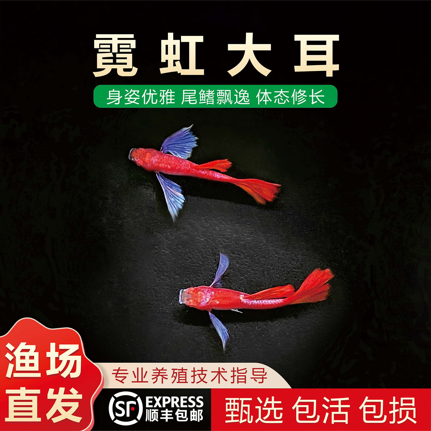 精品纯种霓虹大耳孔雀鱼耐活紫耳小型淡水宠物热带孔雀鱼观赏鱼