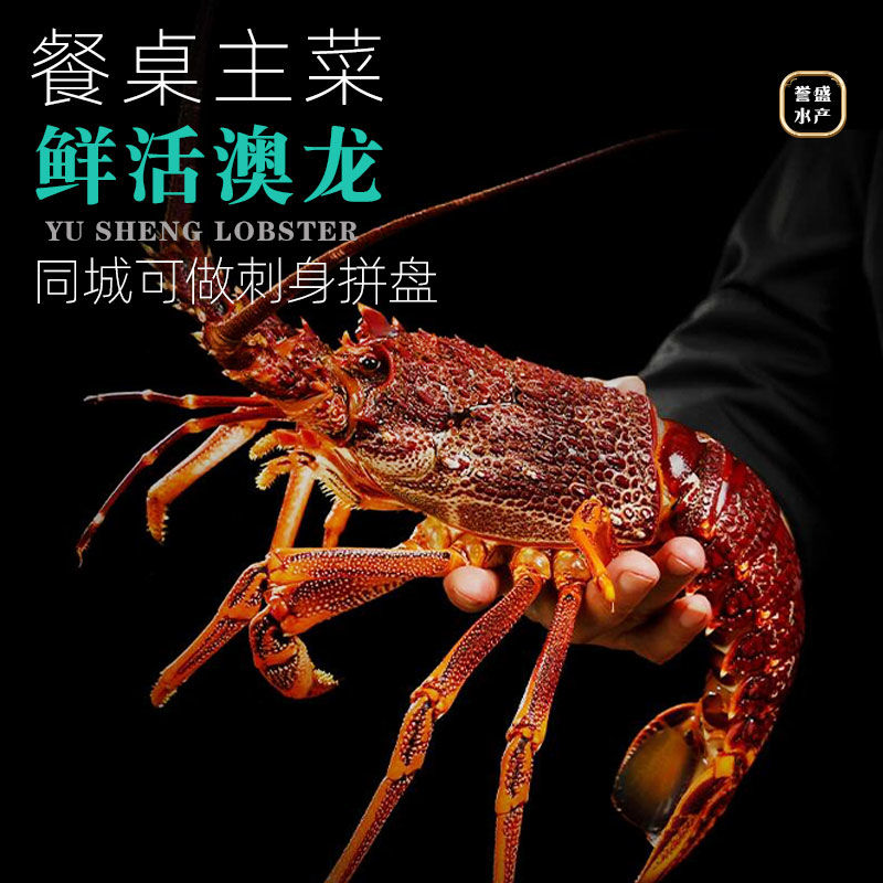 【顺丰空运】鲜活澳洲大龙虾2-9斤/只生猛海鲜鲜活发货包活到家