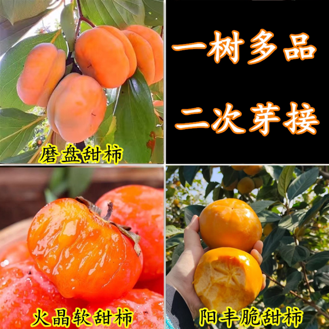 一树多品柿子树苗地栽盆栽阳丰脆甜无核南北方种植当年结果柿子树