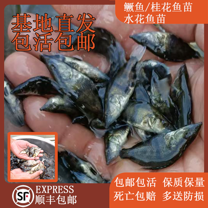 鳜鱼苗桂花鱼苗淡水养殖食用翘嘴鳜大眼鳜斑鳜鱼肉食活体鲈鱼鱼苗