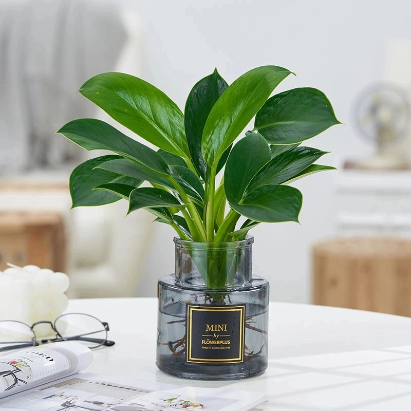 佳美萱水培金钻绿公主盆栽花卉植物水培好养吸甲醛净化空气绿植