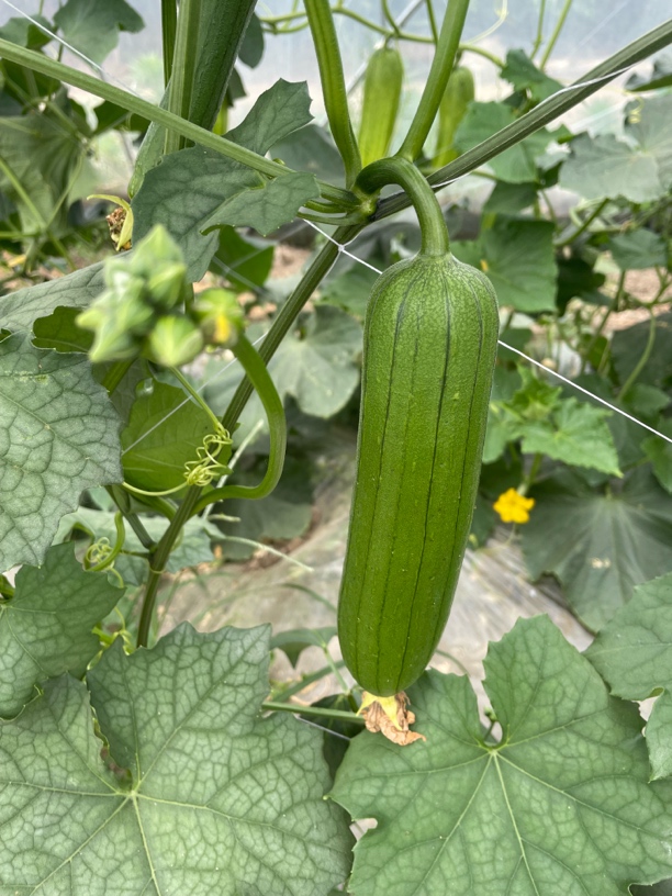 苏北本地奶油香丝瓜 现摘现发