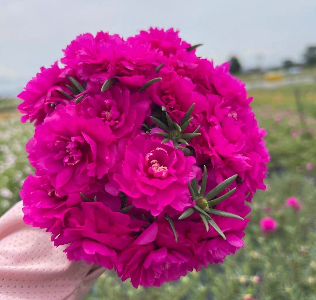 重瓣高颜值王老桩鲜花新手易成活开花机器净化太阳花盆景造型大花