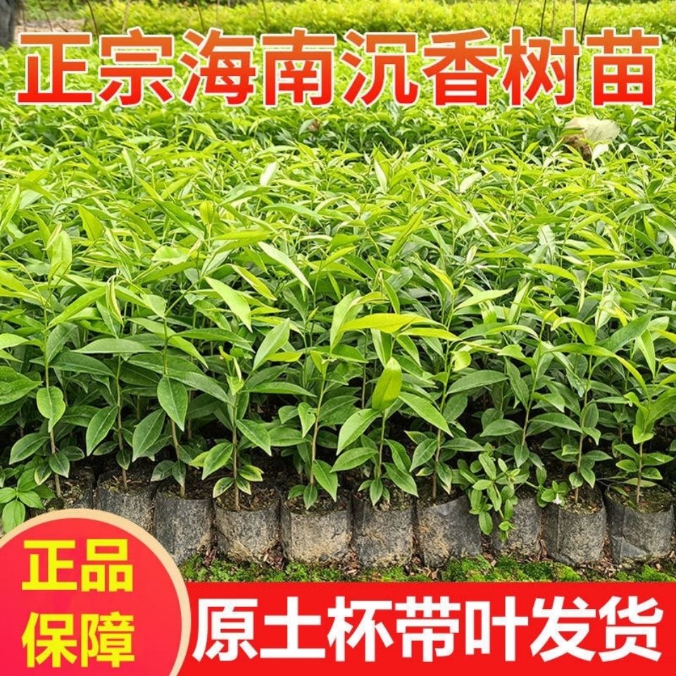 （带土带叶）正宗海南沉香树苗 白木香树 奇楠沉香树苗 批发珍惜