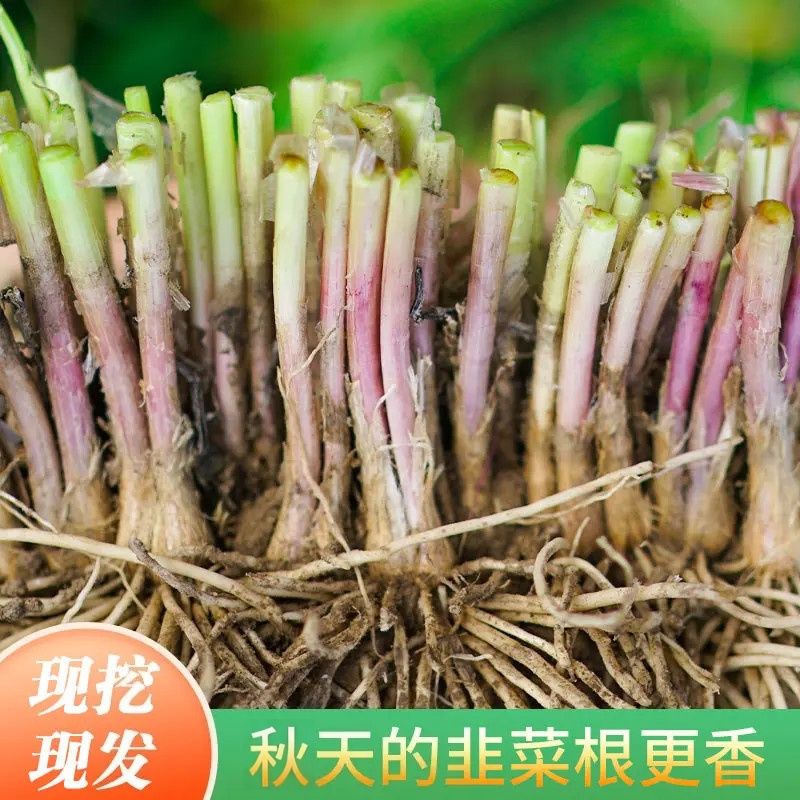 【当年新根】独根红韭菜根苗紫根宽叶韭菜现挖现发盆栽地栽皆可