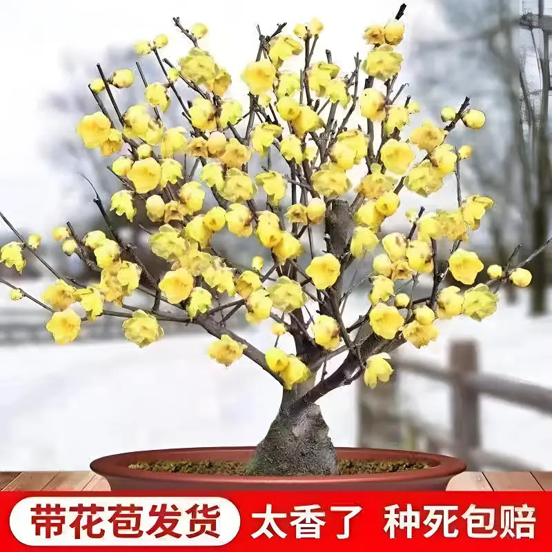 【带花苞】耐寒腊梅30天开花浓香梅花地栽树苗四季开花卉室外绿植