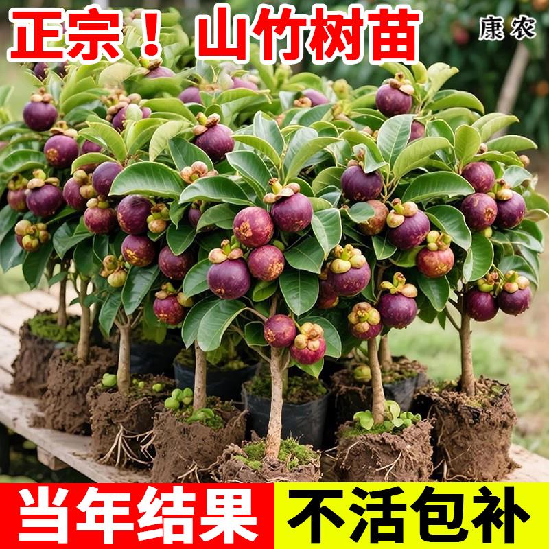 泰国山竹树苗带果四季盆栽岭南黄金山竹嫁接无籽种植果树果苗南方
