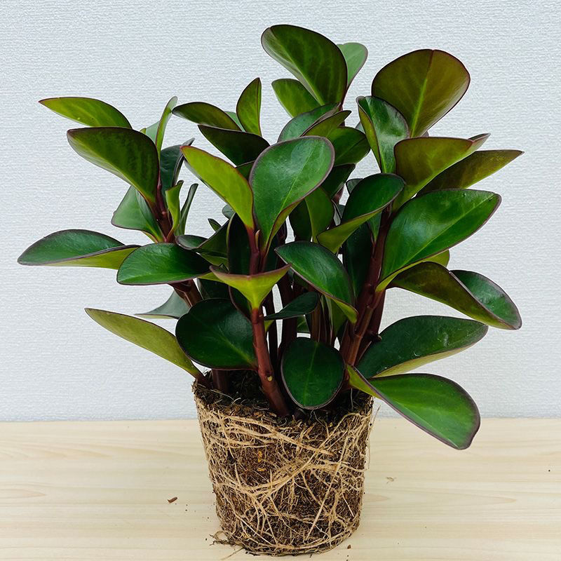 紫边碧玉好养水培植物四季常青电脑宝贝防辐射紫玉豆瓣绿稀有品种