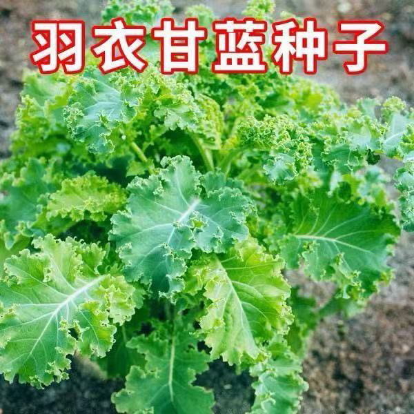 【羽衣甘蓝种子】家庭小院阳台抗寒耐冻四季盆栽地栽可食用