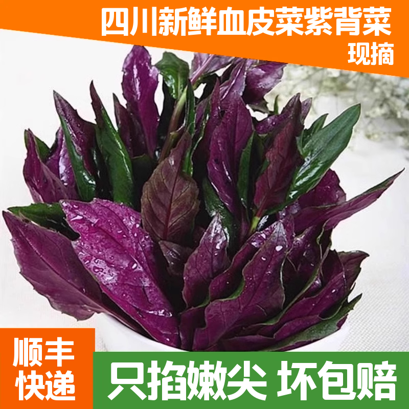享果浓紫背菜四川紫背天葵血皮菜蔬菜叶菜火锅新鲜顺丰观音菜