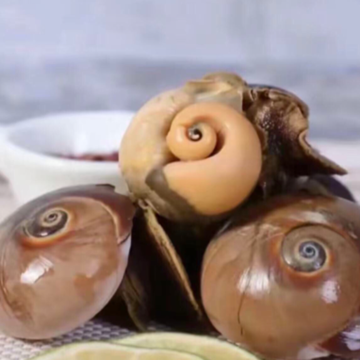 A鲜活海捕猫眼螺 6-10个左右/斤  鲜活发货包鲜不包活