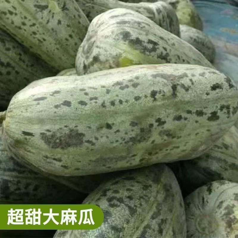 【绿麻瓜种子】家庭阳台小院盆栽地栽四季种植