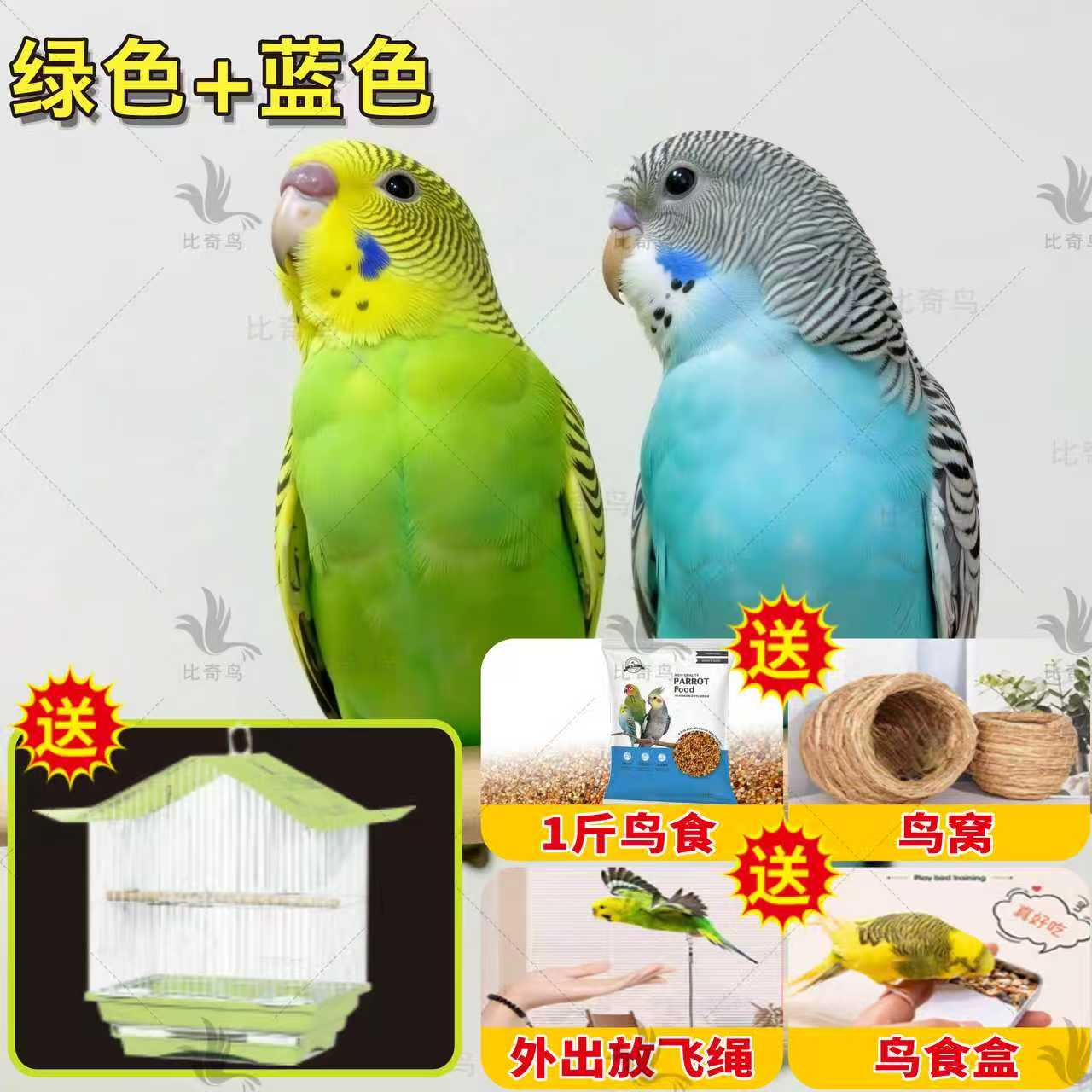【吃玩住大礼包】两只鸟+粮食+饲养笼学说话的鹦鹉手养宠物虎皮鹦鹉