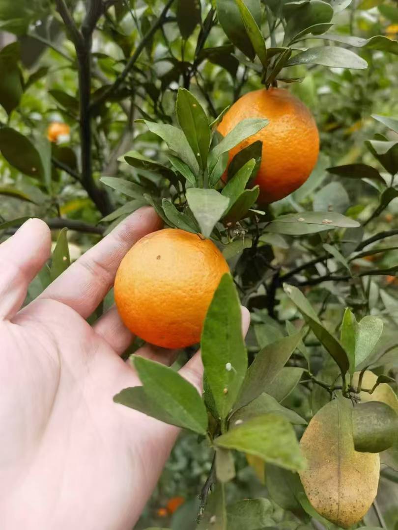 娄伯伯精选优质皇帝柑小果皮薄多汁，口感清凉顺丰发货