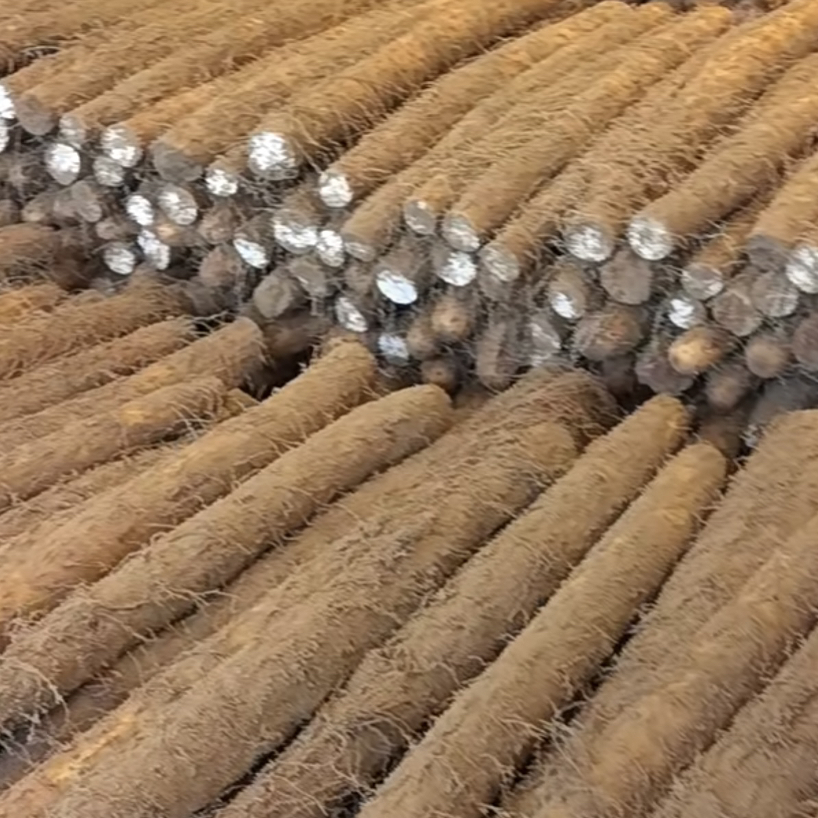 宁夏白玉山药现挖现发保证新鲜优质适合秋冬滋补家人的健康选择