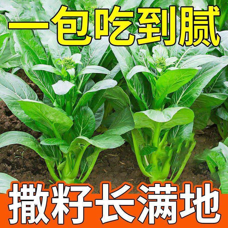 【割完又长】四季菜心种子超甜四九甜菜心种子广东青菜籽蔬菜种子