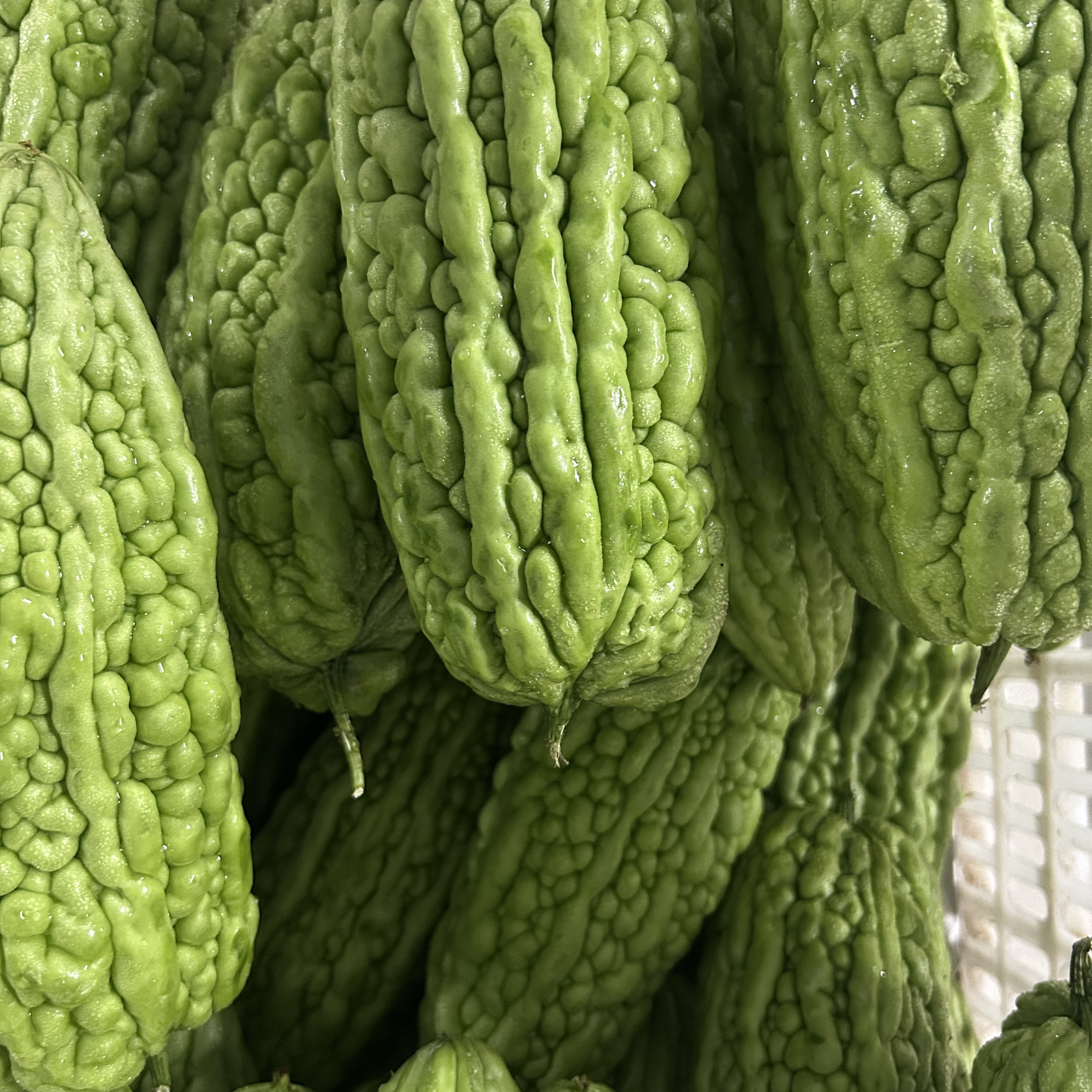 【顺丰包邮】潮汕本地新鲜大丁苦瓜农家菜现摘现发