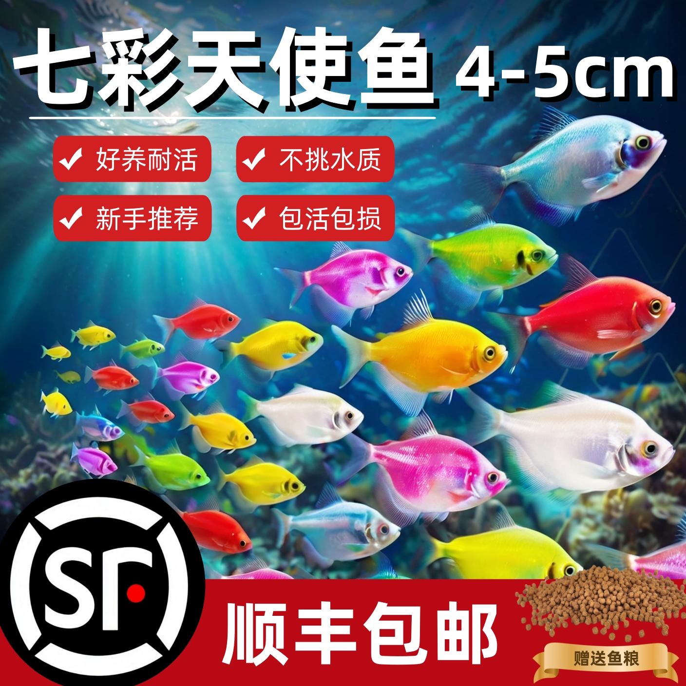 精品级大号天使鱼耐活观赏鱼多彩七彩小型淡水鱼斑马鳑鲏孔雀米奇