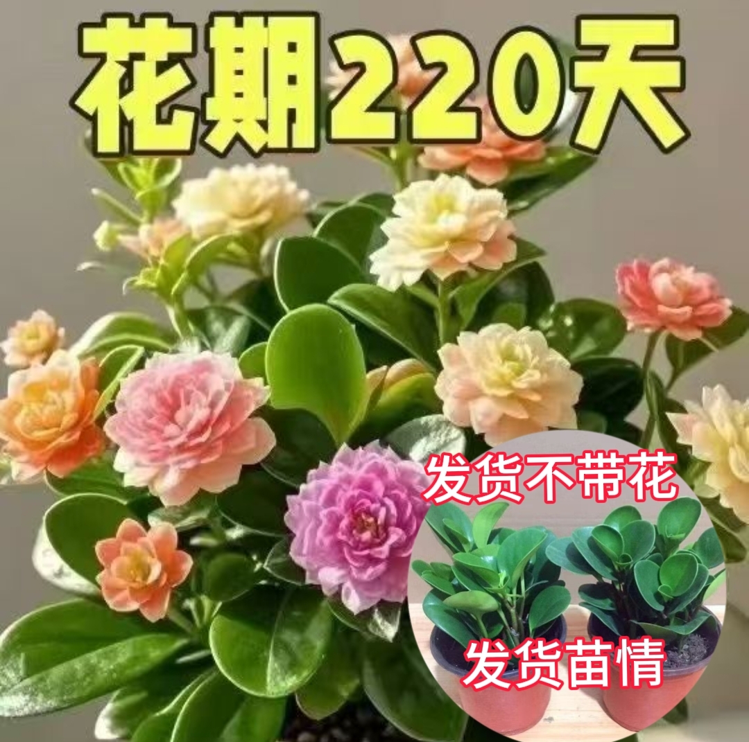 （不带花）新品碧玉紫玉绿植花卉碧绿四季开花浓香型盆栽室净化空气