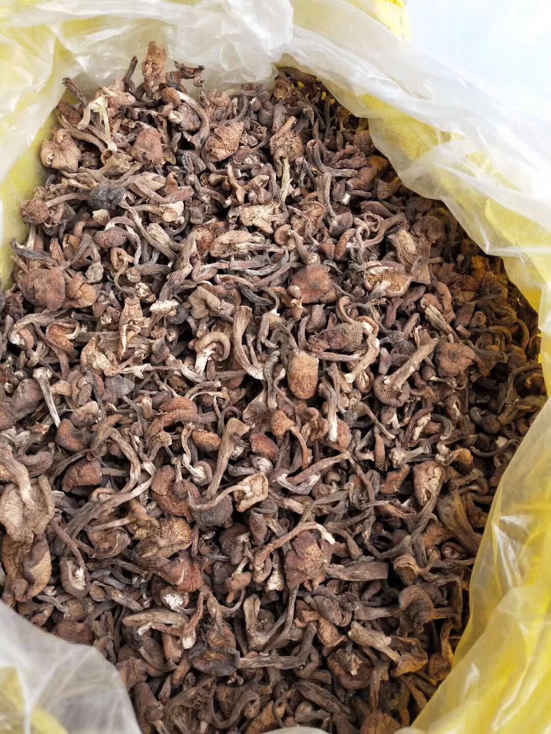 东北野生榛蘑自然晾晒可用于小鸡炖蘑菇