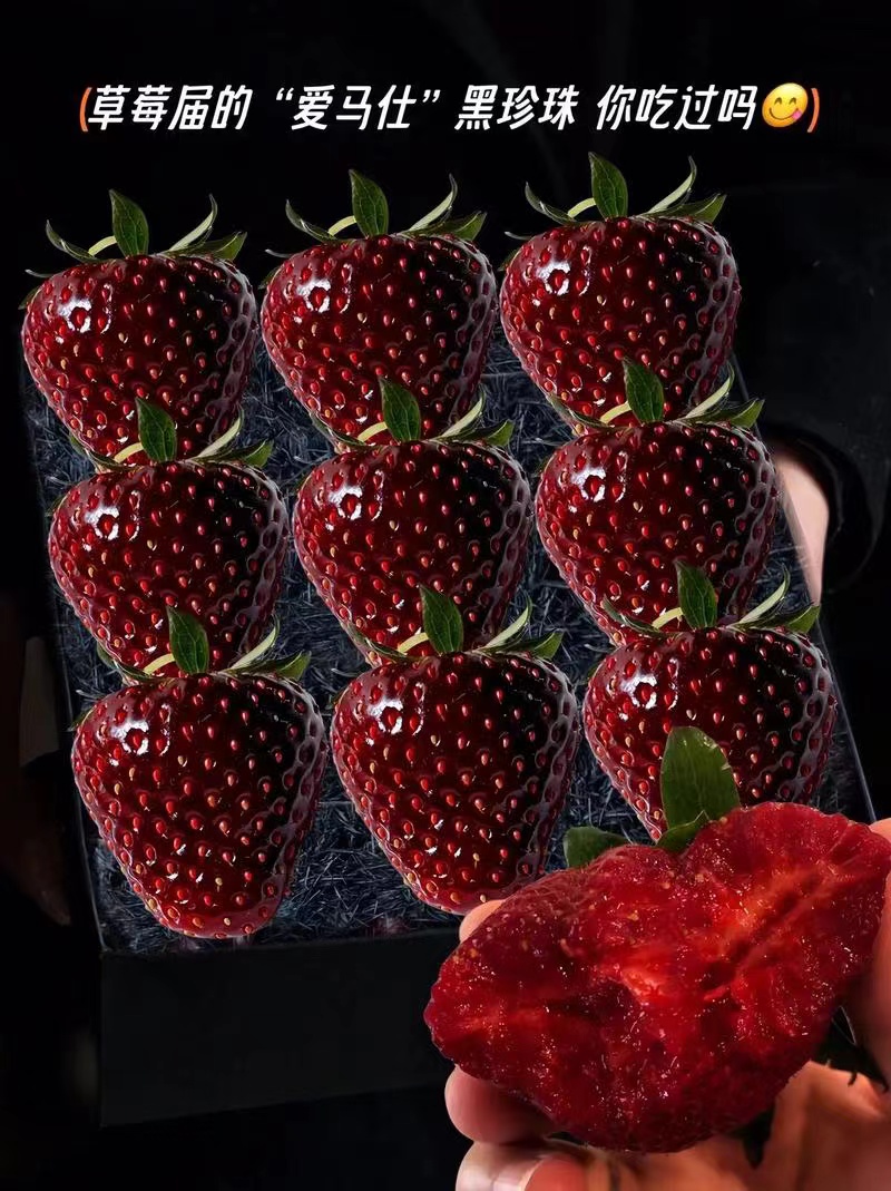 真红美玲草莓苗 原盆原土